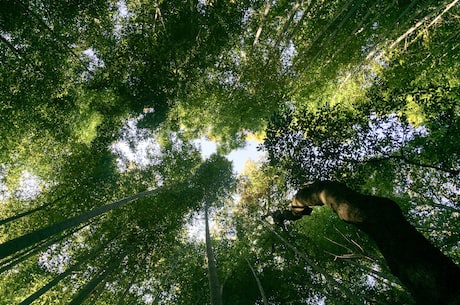 竹林七贤：文人墨客的忠诚友谊