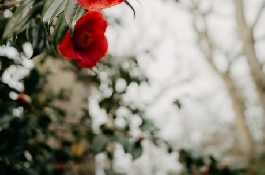 中国山茶花：花中皇后