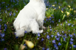 梗类犬(梗类犬的特点及饲养技巧)