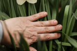 神秘美丽——水仙花的传说