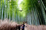 林荫道(浙江杭州市西湖区林荫道)