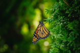 蝴蝶的生活环境揭秘，它们是如何生存的？