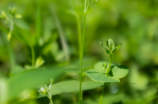 翻砂芋头(惊为天人的美食：翻砂芋头)